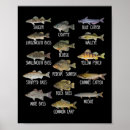 Search for freshwater fish posters Fisherman