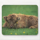 Search for hairy mouse mats Highland