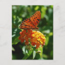 Search for fritillary postcards Butterfly
