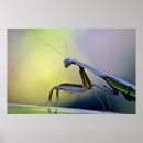 Search for praying mantis posters Mantid