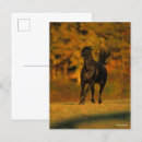 Search for friesians postcards Running
