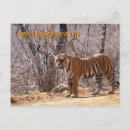 Search for danger postcards Cat