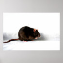 Search for cute pet rats posters White