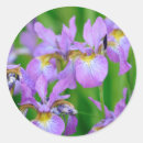 Search for purple iris stickers Summer