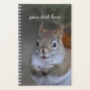 Search for red squirrel photography Animal