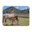 Search for colts magnets Foal