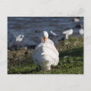 Search for preening Animal