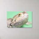 Search for reptile eye art Lizard