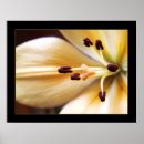 Search for lilium posters Nature
