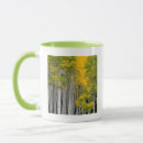 Search for broad leaf Aspen