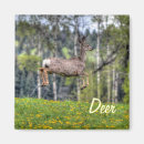 Search for mule magnets Deer