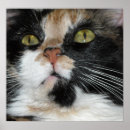 Search for calico cat posters Orange