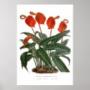 Search for anthurium posters Floral