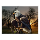 Search for eagle lover posters Bird