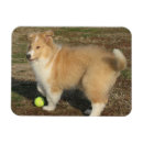 Search for collie christmas cards Herding