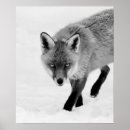 Search for black and white fox posters Monochrome
