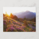 Search for sunrays postcards Landscape