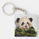 Search for smithsonian key rings Panda