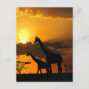 Search for wildlife postcards Sunset