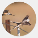 Search for larry stickers Bird