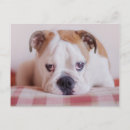 Search for shy photography Pet