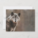 Search for grey wolf postcards Forest