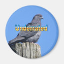 Search for pigeons magnets Avian