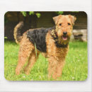 Search for airedale mouse mats Pet