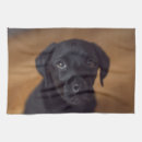 Search for labrador tea towels Retriever
