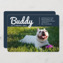 Search for pet birthday invitations Modern