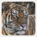 Search for wildcat stickers Feline