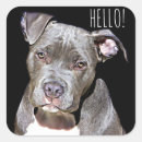Search for pit bull dog stickers Cute