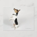 Search for loyalty horizontal postcards Full length