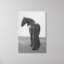 Search for black stallion canvas prints Equestrian