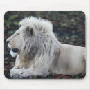 Search for big five electronics Safari