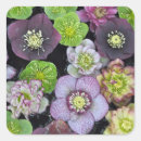 Search for hellebore stickers Nature