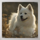 Search for samoyed stuff posters Pet