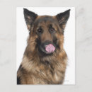 Search for german camera Domestic animals