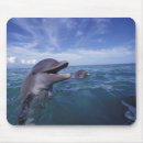 Search for two animals mouse mats Ocean