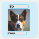 Search for blue heeler stickers Australian