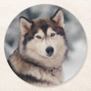 Search for alaskan barware Dog