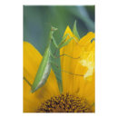 Search for a bugs life posters Nature