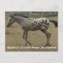 Search for colt postcards Thoroughbred