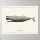 Search for sperm posters Whales