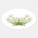 Search for edelweiss flower Alpine flowers
