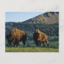 Search for waterton postcards Canada