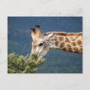 Search for giraffe pattern postcards Zoo