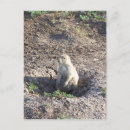 Search for prairies postcards Animal