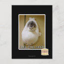Search for ahead postcards I can has cheezburger