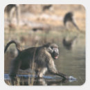 Search for baboons stickers Horizontal